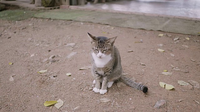 沉睡的猫视频素材