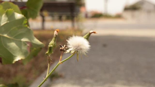 六十视频素材