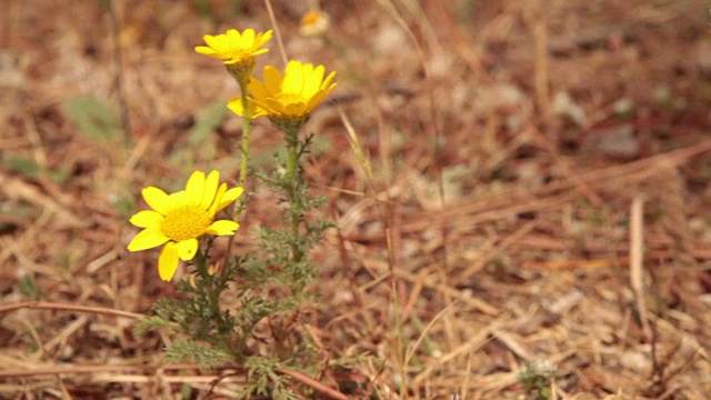 花视频素材