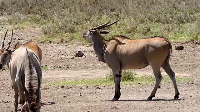 Cape Eland，牛头tragus oryx，肯尼亚内罗毕公园，肯尼亚马赛马拉公园，实时4K视频素材