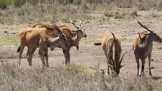 Cape Eland，牛头tragus oryx，肯尼亚内罗毕公园，肯尼亚马赛马拉公园，实时4K视频素材