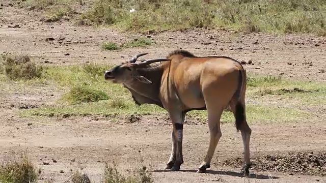 Cape Eland，牛头tragus oryx，雄性抓挠，肯尼亚内罗毕公园，肯尼亚马赛马拉公园，实时4K视频素材