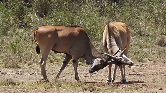 角兰，牛头tragus oryx，雄性战斗，内罗毕公园在肯尼亚，马赛马拉公园在肯尼亚，实时4K视频素材