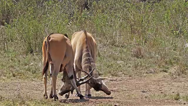 角兰，牛头tragus oryx，雄性战斗，内罗毕公园在肯尼亚，马赛马拉公园在肯尼亚，实时4K视频素材