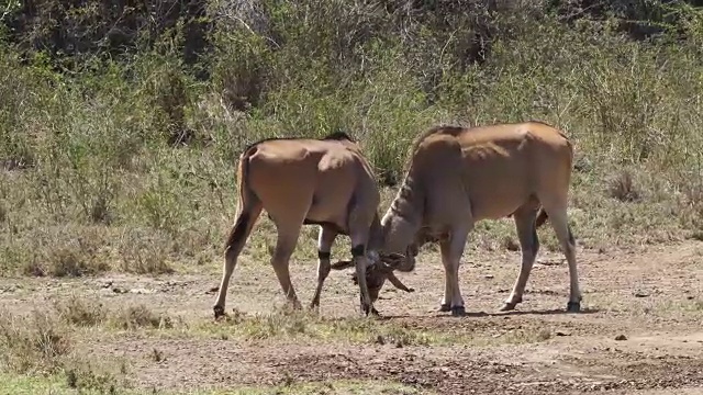 角兰，牛头tragus oryx，雄性战斗，内罗毕公园在肯尼亚，马赛马拉公园在肯尼亚，实时4K视频素材