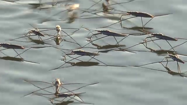 水黾在水中视频素材