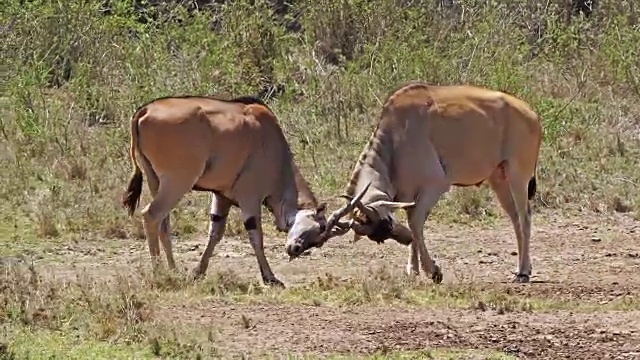 角兰，牛头tragus oryx，雄性战斗，内罗毕公园在肯尼亚，马赛马拉公园在肯尼亚，实时4K视频素材