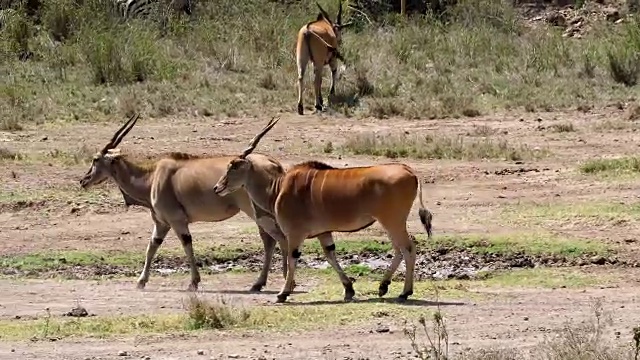 Cape Eland，牛头tragus oryx，肯尼亚内罗毕公园，肯尼亚马赛马拉公园，实时4K视频素材