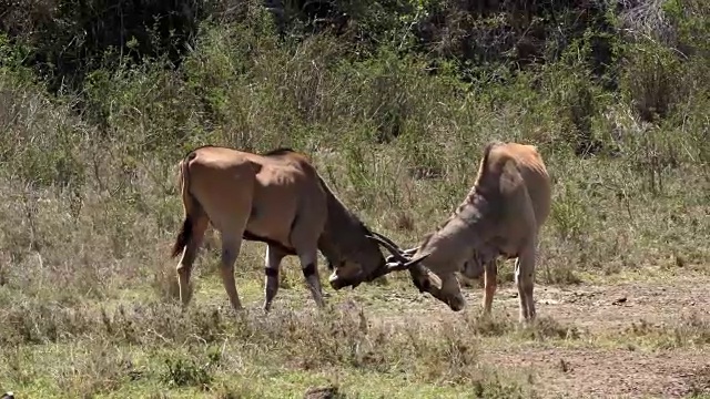 角兰，牛头tragus oryx，雄性战斗，内罗毕公园在肯尼亚，马赛马拉公园在肯尼亚，实时4K视频素材