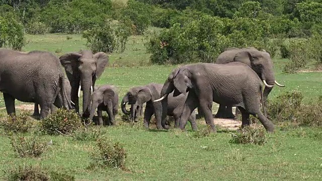 非洲象，loxodonta africana，丛林群，马赛马拉公园在肯尼亚，实时4K视频素材