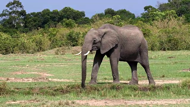 非洲象，loxodonta africana，肯尼亚马赛马拉公园，实时4K视频素材