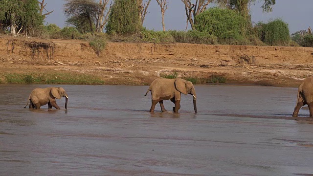 非洲象，loxodonta africana，渡河组，肯尼亚桑布鲁公园，实时4K视频素材