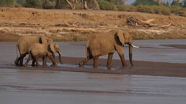 非洲象，loxodonta africana，渡河组，肯尼亚桑布鲁公园，实时4K视频素材