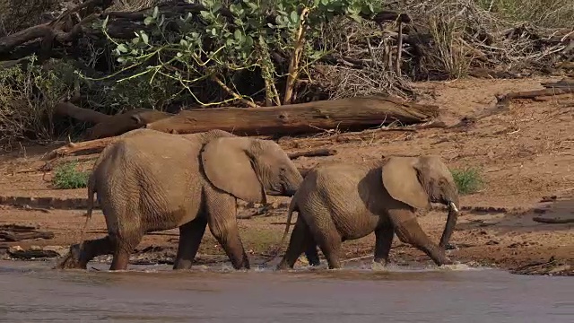 非洲象，loxodonta africana，渡河组，肯尼亚桑布鲁公园，实时4K视频素材