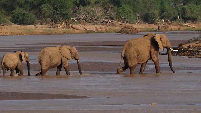 非洲象，loxodonta africana，渡河组，肯尼亚桑布鲁公园，实时4K视频素材