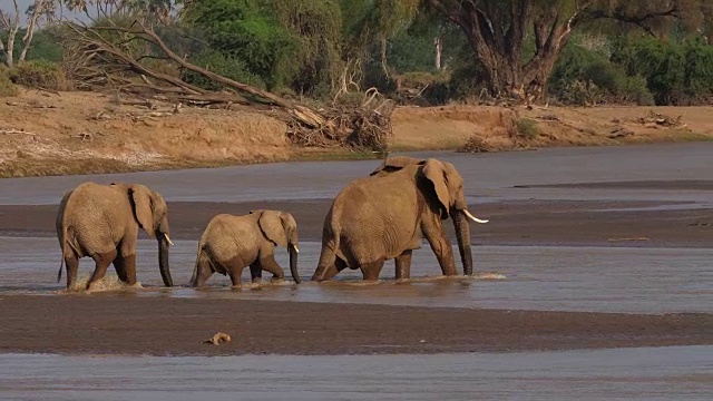 非洲象，loxodonta africana，渡河组，肯尼亚桑布鲁公园，实时4K视频素材