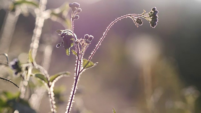 阳光下的小草视频素材