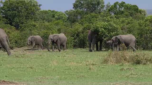 非洲象，loxodonta africana，走过布什，马赛马拉公园在肯尼亚，实时4K视频素材