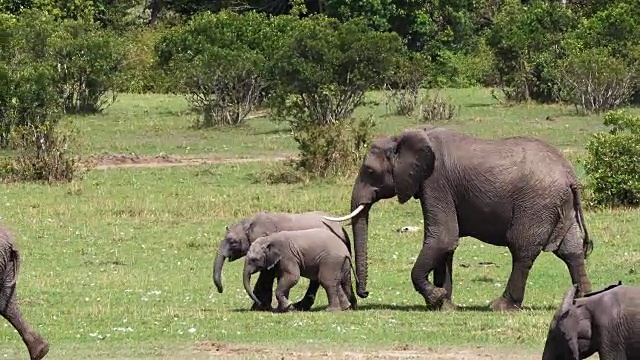 非洲象，loxodonta africana，在肯尼亚马赛马拉公园的灌木丛中行走的小组，实时4K视频素材