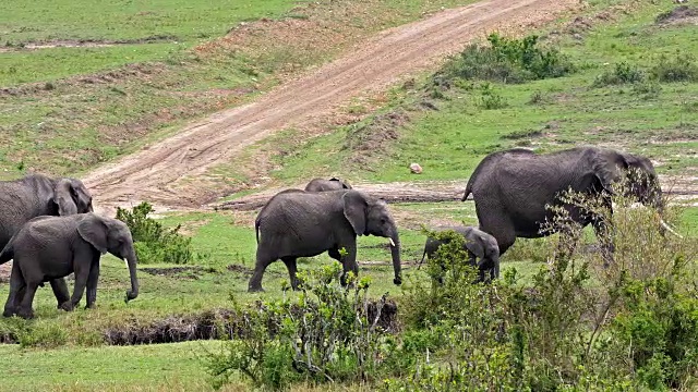 非洲象，loxodonta africana，肯尼亚马赛马拉公园，实时4K视频素材