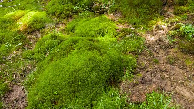 山坡上长满苔藓、绿草、小花、枯树。喀尔巴阡山脉,乌克兰。视频下载