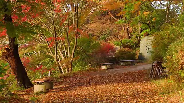 枫树公园。秋景刮风日。视频素材