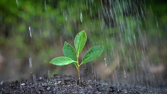 树在雨中发芽的慢镜头。视频素材