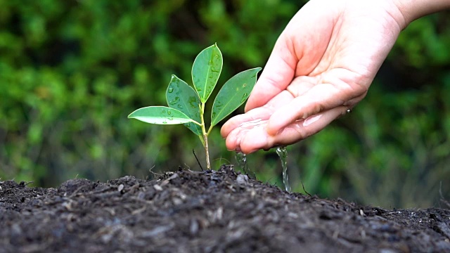 慢动作拍摄手给植物浇水视频素材