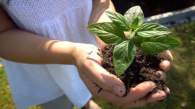 在慢镜头中，女人抱着植物树发芽。视频素材