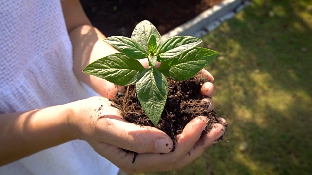 在慢镜头中，女人抱着植物树发芽。视频素材