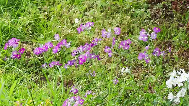 风花视频素材