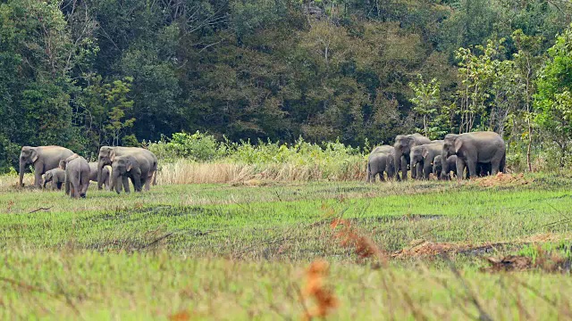 亚洲象群在泰国khao yai国家公园表演视频素材