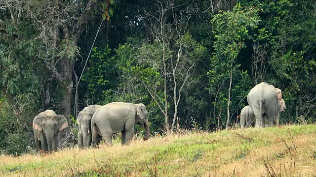 亚洲象群在泰国khao yai国家公园表演视频素材