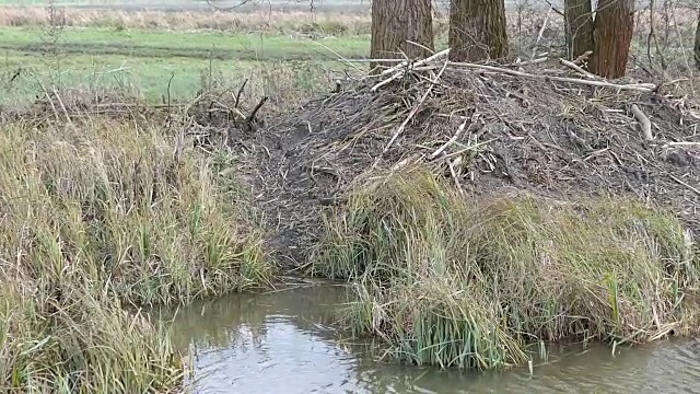 在Havelland(德国勃兰登堡)的一条水道上，海狸住在水边。视频素材