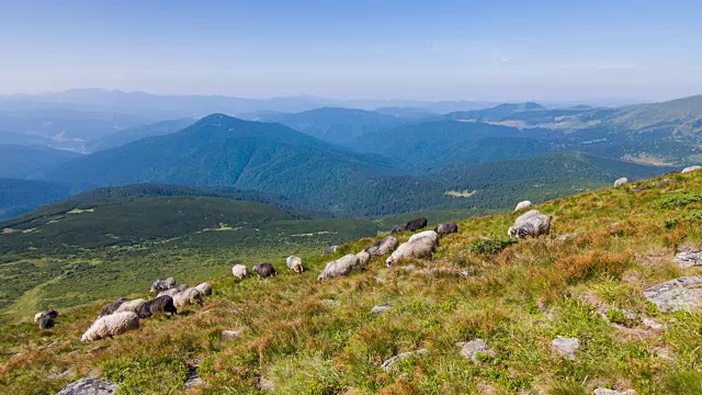 在喀尔巴阡山脉的高地上，牧羊人在放牧。景观视频。视频素材