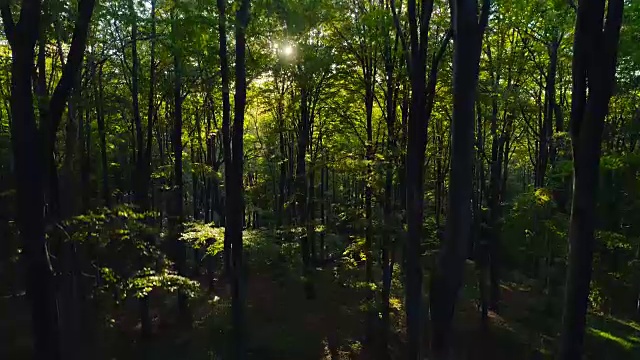 森林。秋天的树在山上。大自然绿色木材阳光背景视频素材