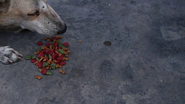 狗吃食物视频素材