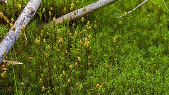 山坡上长满了青草、鲜花和枯树。喀尔巴阡山脉,乌克兰。视频下载