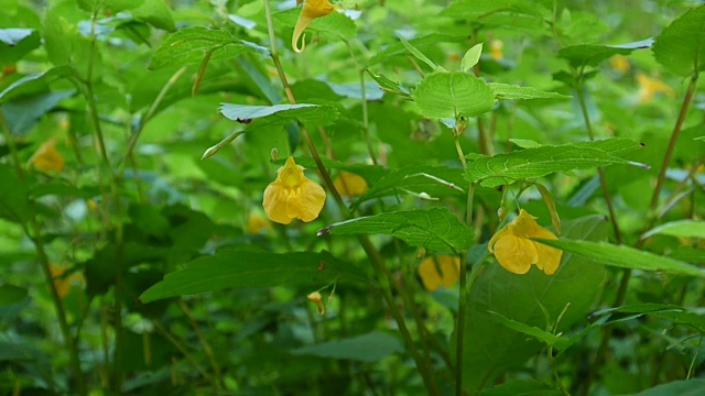 黄色凤仙花花瓣高清静态摄像视频素材