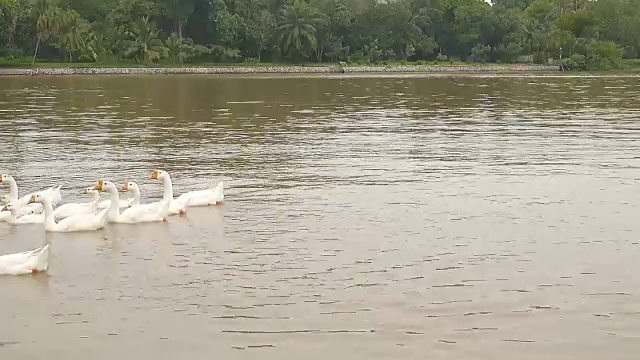 白鹅一家游过桂河。泰国北碧视频下载