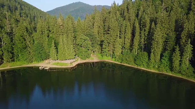 生长在森林湖岸边的冷杉。Synevyr湖是乌克兰喀尔巴阡山脉最大的湖。视频下载