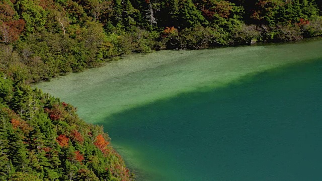 日本福岛五色沼沿岸秋日落叶中的树木视频素材