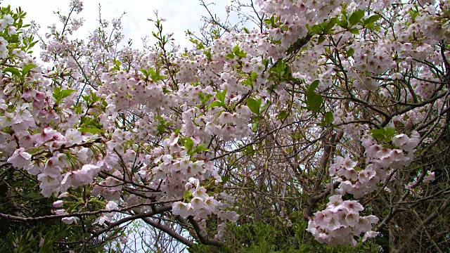 日本长崎中之岛的樱花特写视频素材