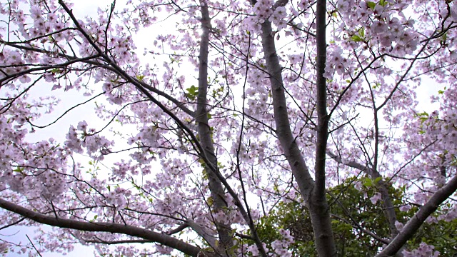 日本长崎中之岛的樱花特写视频素材