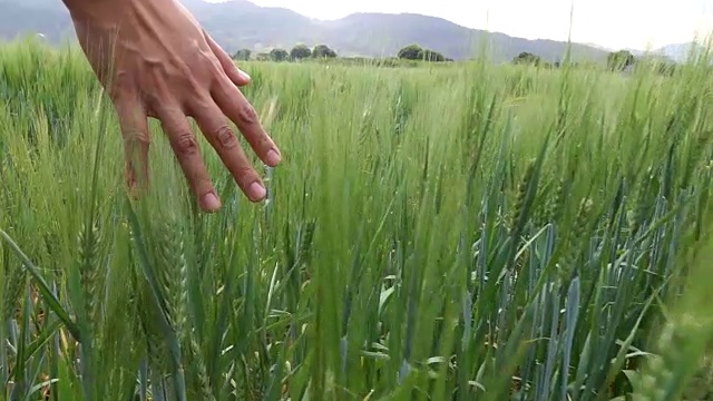 手触麦田特写视频素材