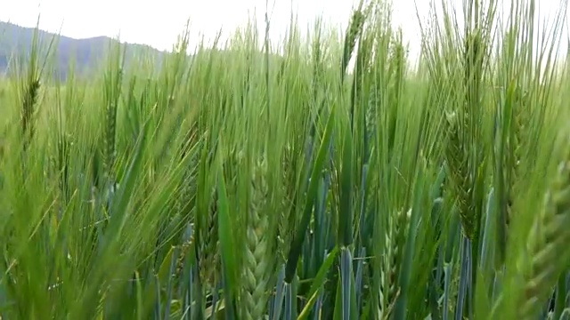 大麦田的慢镜头视频素材