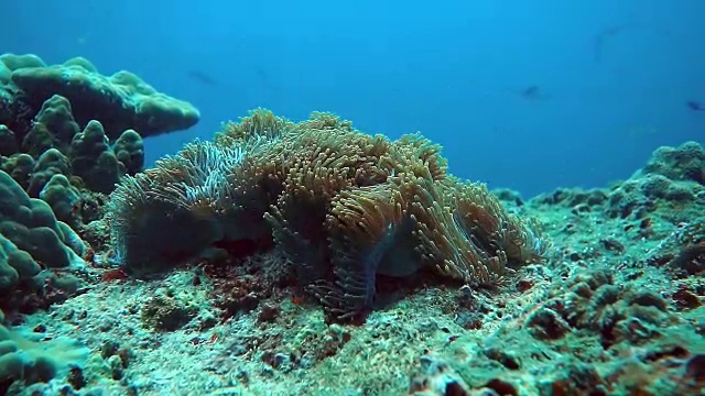 水下华丽的海葵(海葵)被珊瑚漂白包围视频素材