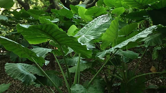 热带雨林—随风摇曳的植物;特写镜头视频素材