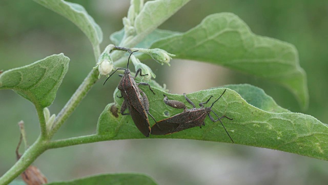 Leaf-footed昆虫交配视频素材