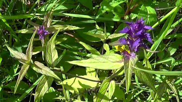 野花木牛。夏季草地上的死三棱虫视频素材